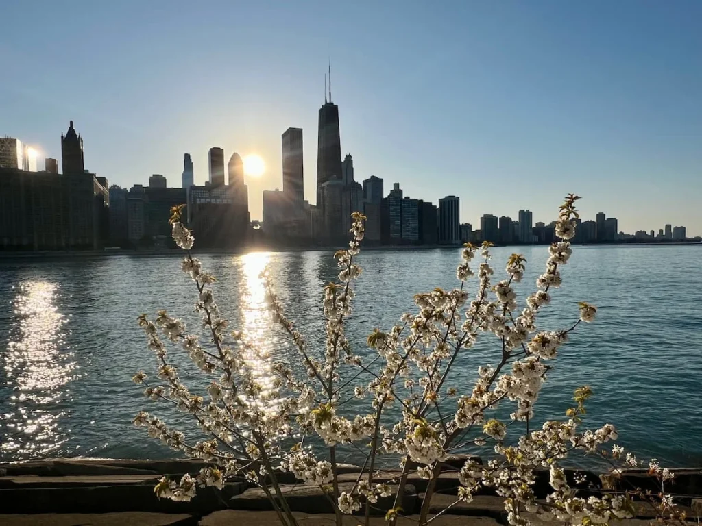 The Streetervile skyline from Milton Lee Olive Park, Chicago at sunset, with some cherry blossom in the frame of the shot