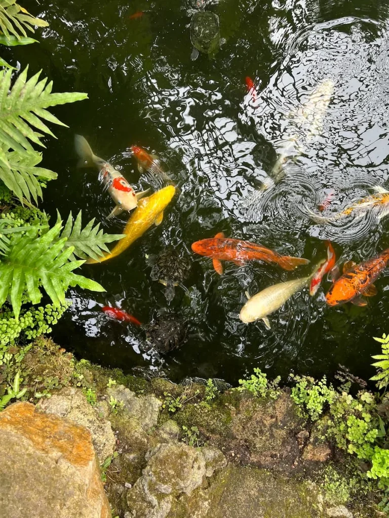The carp fish in a pond at Garfield Park Conservatory, Chicago