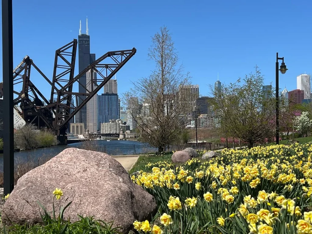 View of the river and industrial bridge from Ping Tom Memeorial Park, Chicago. The photo is has bright yellow daffodils and grass framed towards the bottom
