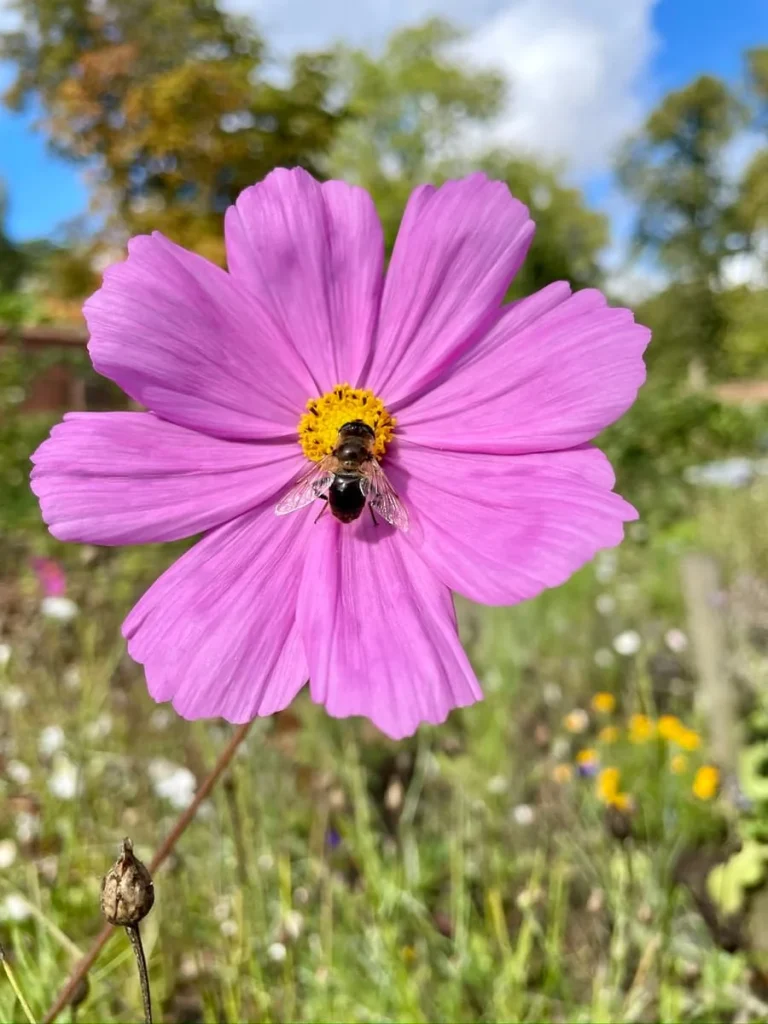 A pink flower with a bee at Hampton Manor 