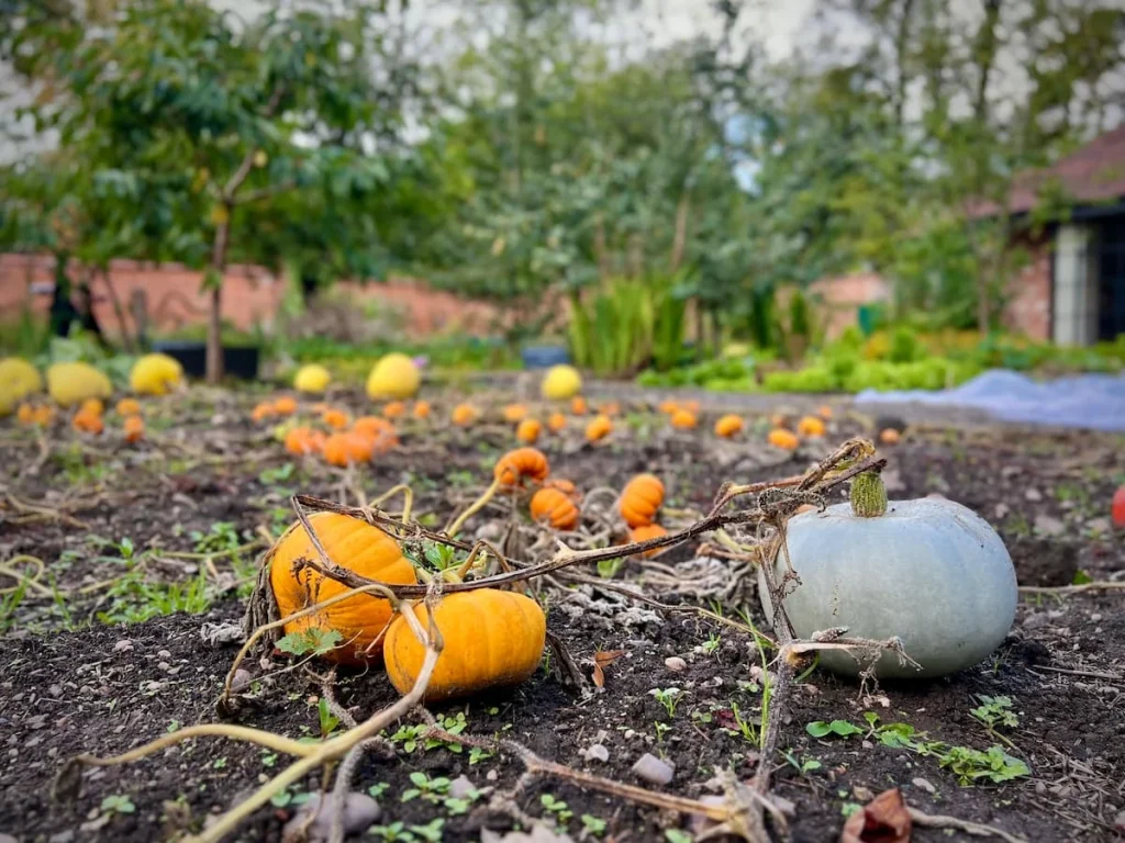 Pumpkins in the walled garden at Hampton Manor