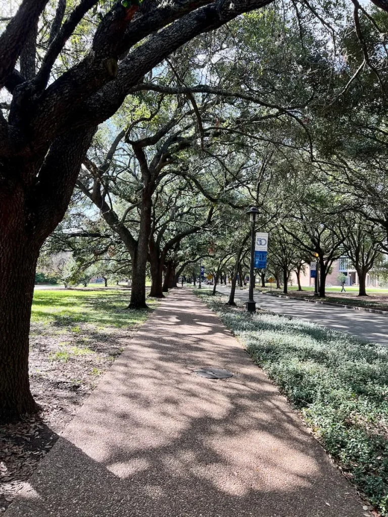 3 days in Houston: Rice University tree lined campus roads