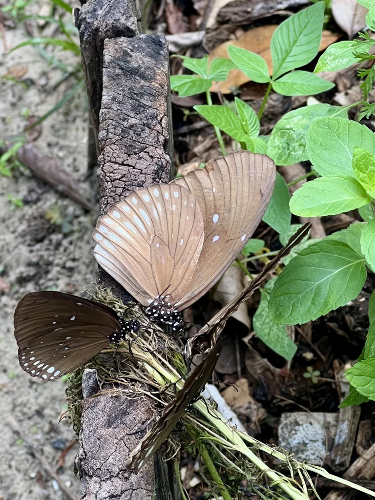 Butterfly Walk with a path in the middle surrounded by foliage at The Datai Langkawi