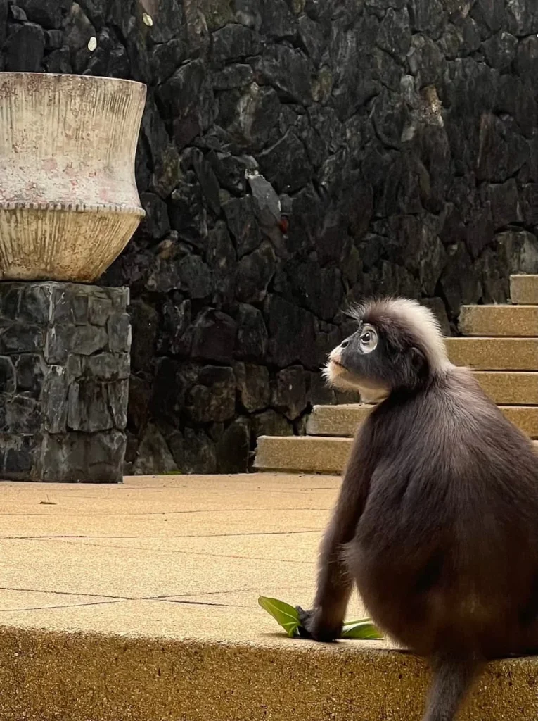 Eco-friendly Hotels in Langkawi: Sustainability at The Datai Langkawi: A dusky Langur monkey sitting on the walkway