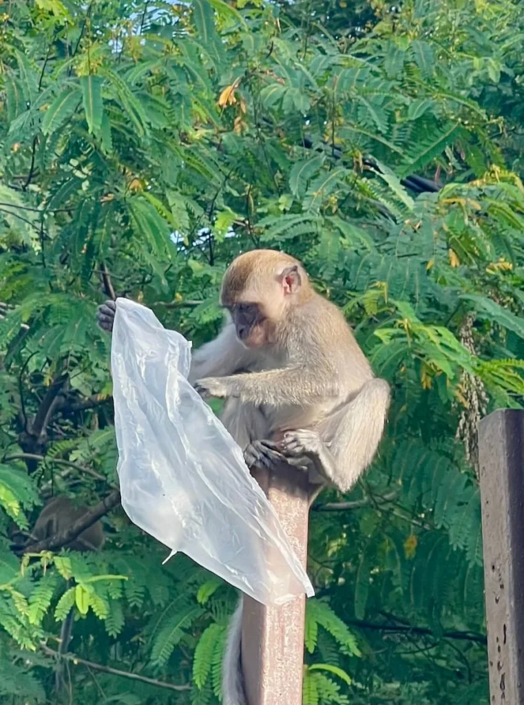 Things to do in Langkawi:  A long tail Macacque playing with a plastic bag in Kuah Town