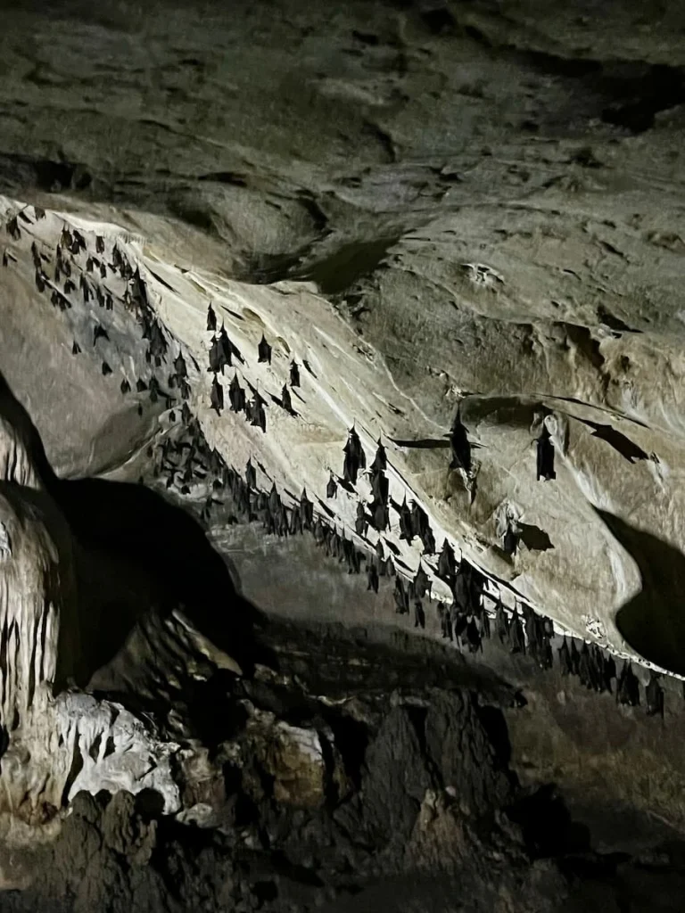 Things to do in Langkawi: Bat Cave with sleeping bats hanging during Mangrove boat tour