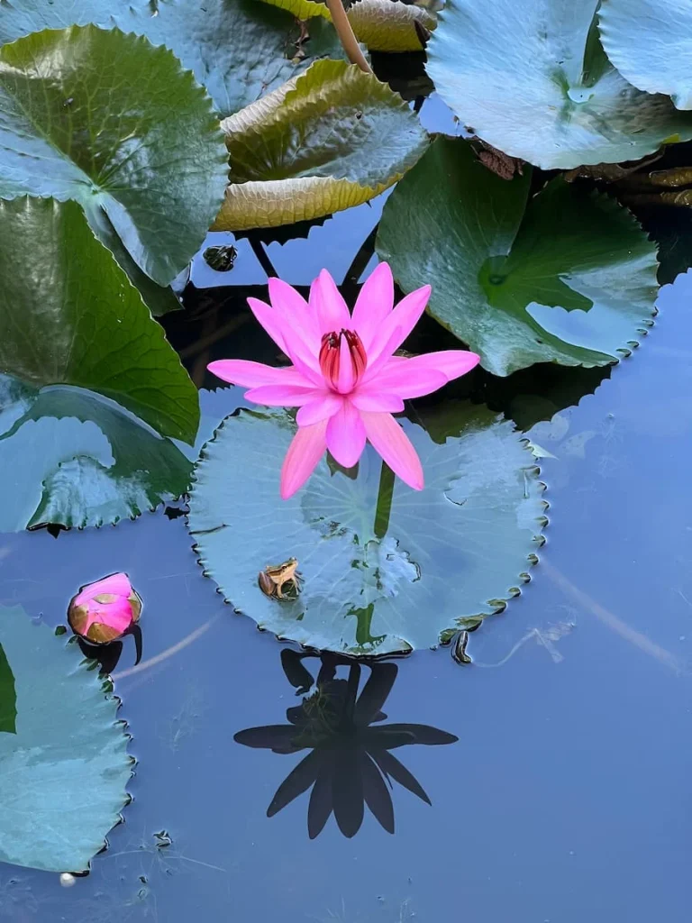 Bright pink lily with small tree frog sitting on a lily pad at The Datai Langkawi