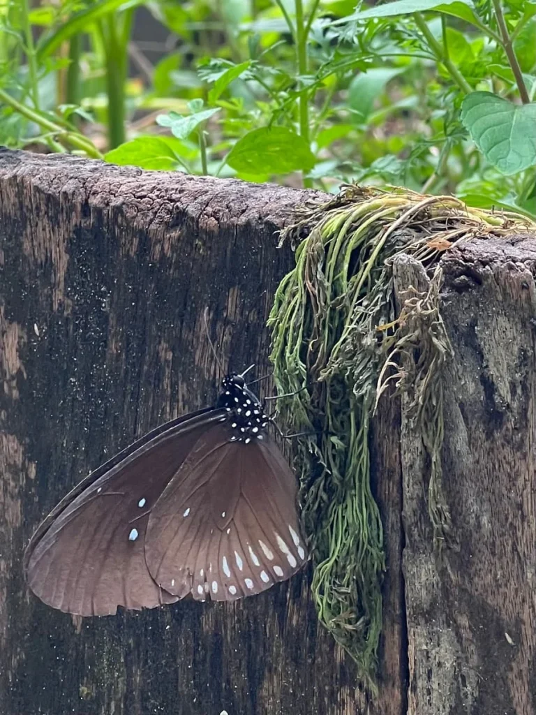 Butterfly on Butterfly Walk wall at The Datai Langkawi