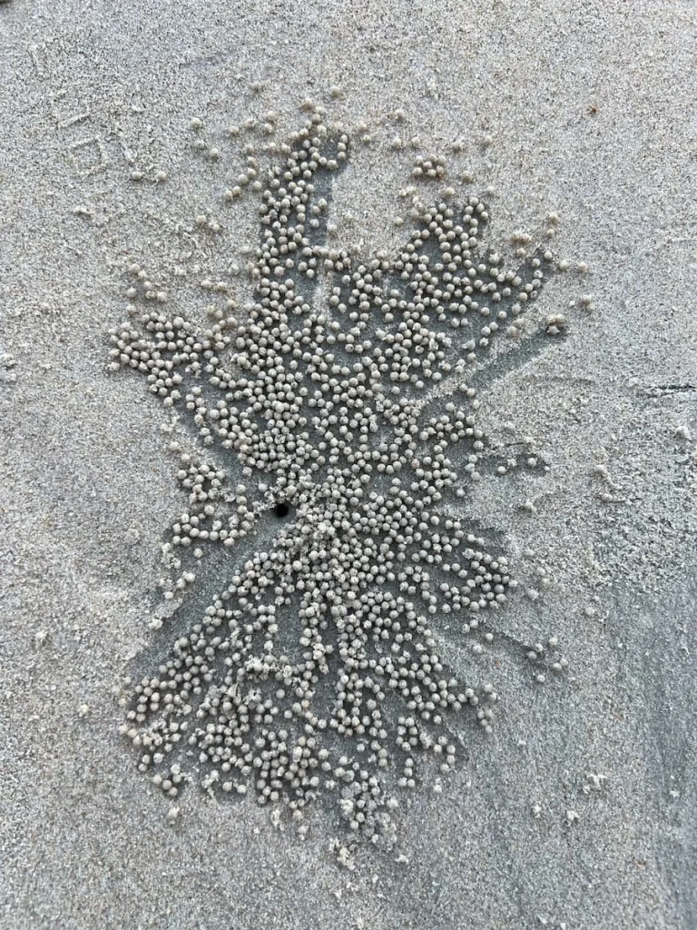 Design made in sand by Sand Bubler crabs on the beach at The Datai Langkawi