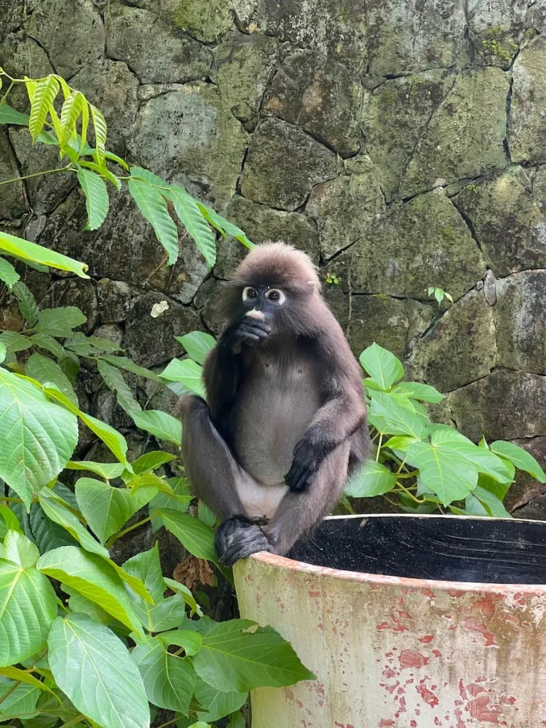 Things to do in Langkawi:  Dusky Langur monkey eating leaves in The Datai Langkawi rainforest