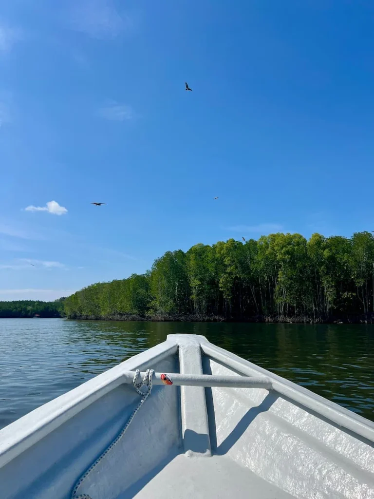 Things to do in Langkawi: eagles feeding fish from the sea around our boat at Kilim Geoforest Park