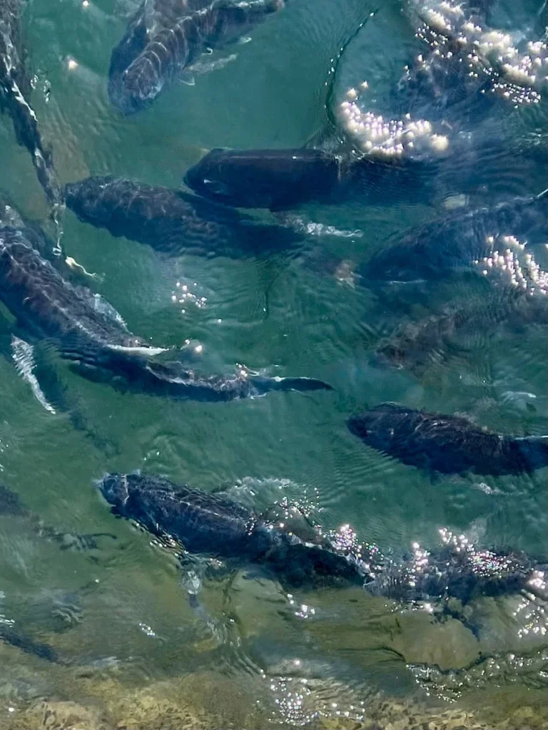 Things to do in Langkawi:Fish at a floating fish farm at Kilim Geoforest Park on Magrove tour