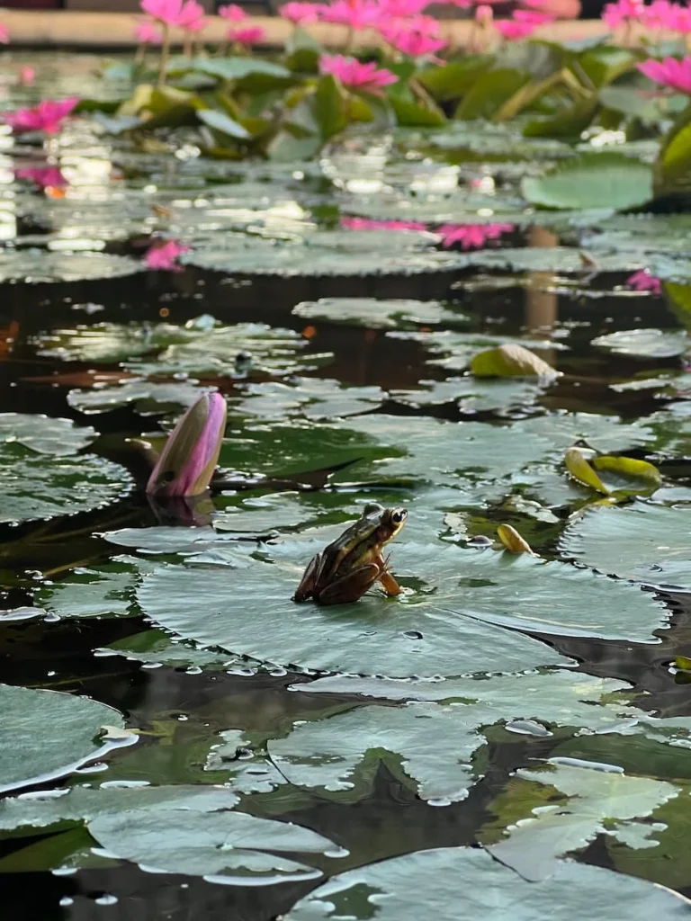 Bright pink lily with small tree frog sitting on a lily pad at The Datai Langkawi
