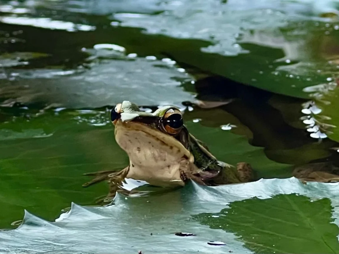 Sustainability at The Datai Langkawi: Green tree frog in the lily pond