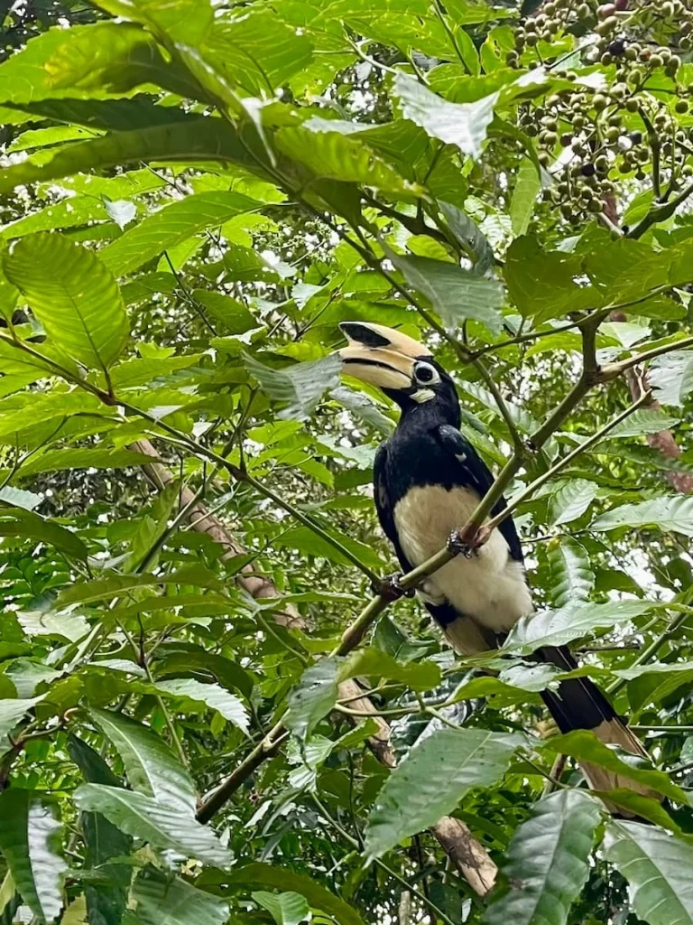 Hornbill sitting in the trees at the Datai Langkawi