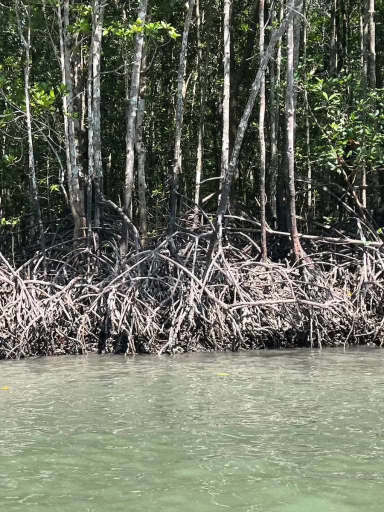 Things to do in Langkawi: Mangroves at Kilim Geoforest Park from boat