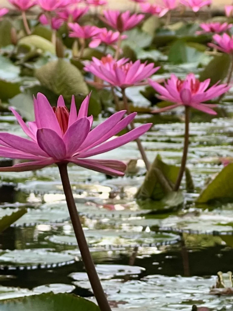 Sustainability at The Datai Langkawi: Top lay of 2 pink lilies with gren pads around the sides at the Datai lily pond