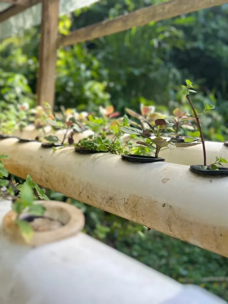 Eco-friendly Hotels in Langkawi: Plants being watered at the permaculture garden at The Datai Langawi