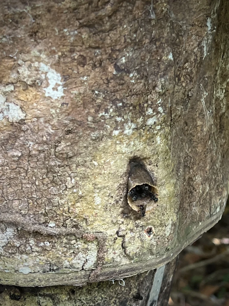 Stingless bees coming out of hive at permaculture garden at The Datai Langkawi
