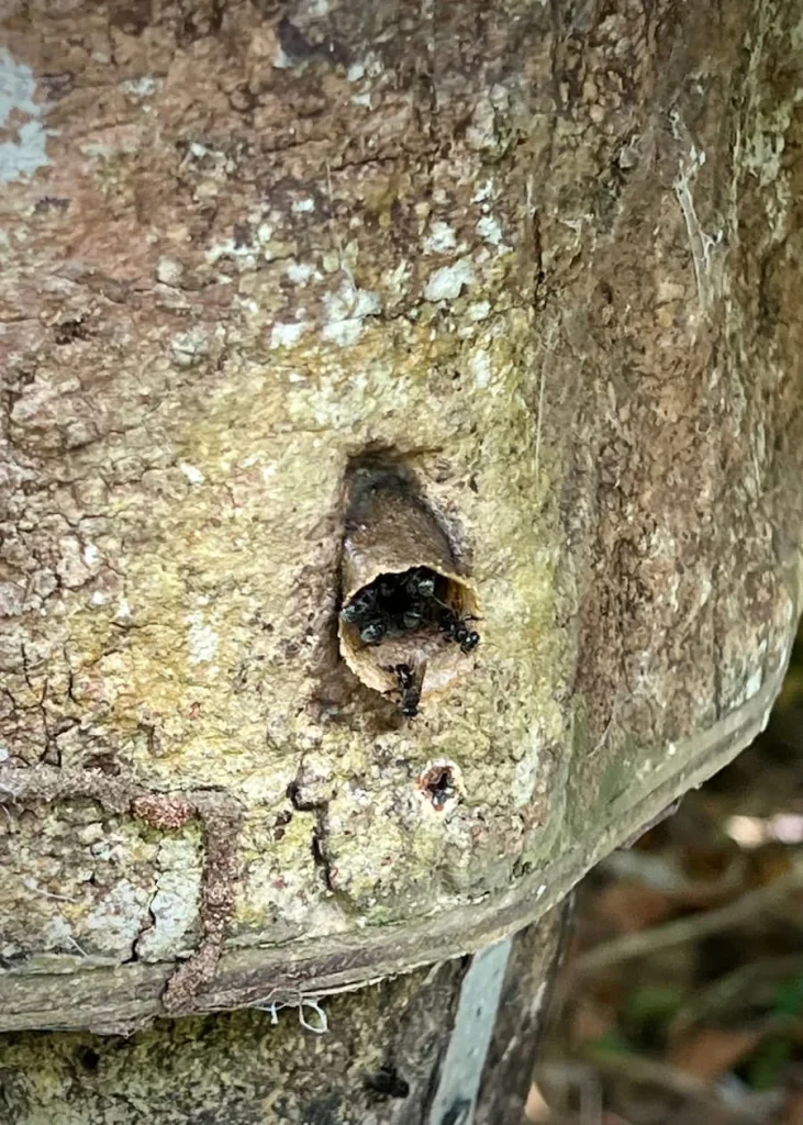 Stingless bees coming out of hive at permaculture garden at The Datai Langkawi