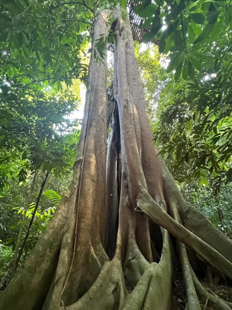 Danish, Marine biologist during the Journey through the forests walk at The Datai Langkawi