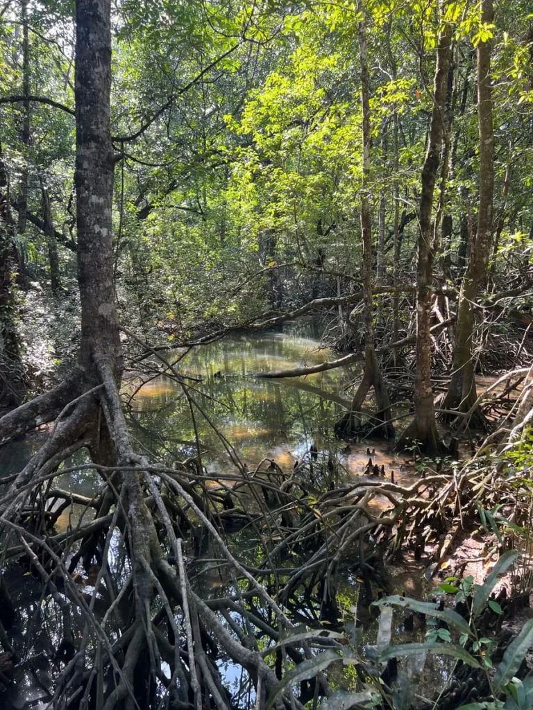 The mangroves from the bridge on the journey through the forests walk at The Datai Langkawi