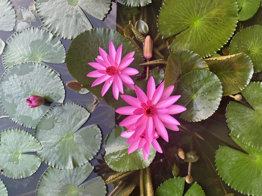 Sustainability at The Datai Langkawi: Top lay of 2 pink lilies with gren pads around the sides at the Datai lily pond
