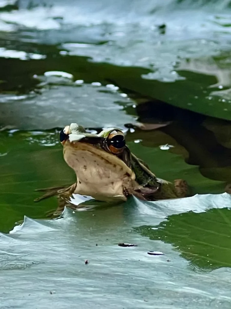 Tree frog on lily pad at The Data Langkawi