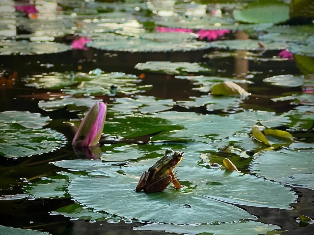 Sustainability at The Datai Langkawi: Tree frog sitting on a little pad at The Datai Langkawi lily pond