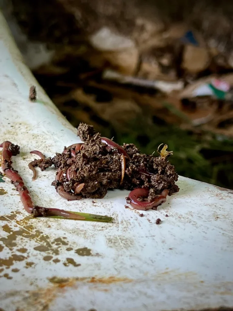 Sustainability at The Datai Langkawi: Womery at the kitchen Permaculture garden