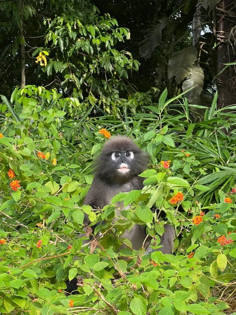 Young Dusky Langur sitting in the bushes at The Datai Langkawi