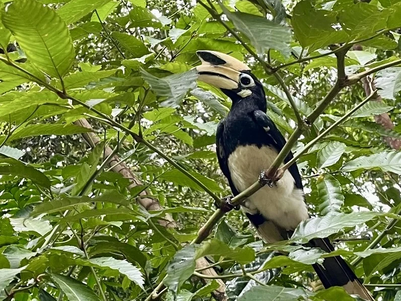 Sustainability at The Datai Langkawi: Black and white hornbill with a yellow beak sitting on. atree