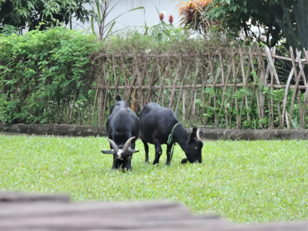 2 black goats in a field in Hanoi, eating grass with a wooden fence in the background.