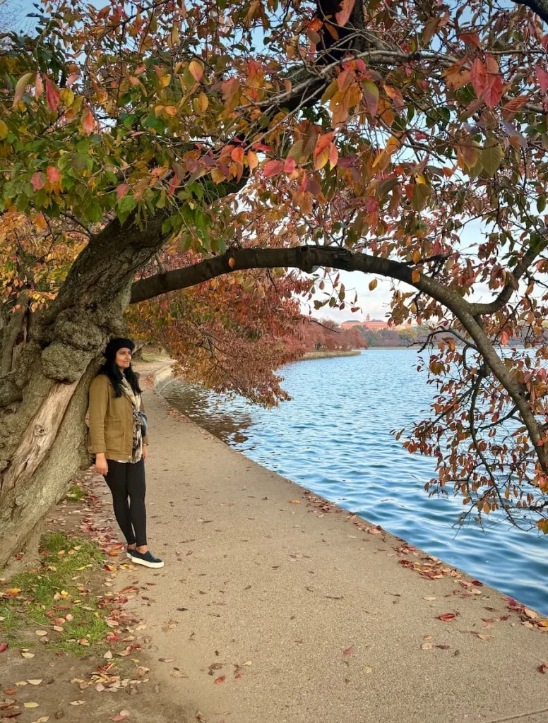 Bejal walking down the Tidal Basin, Washington DC with the autumnal foliage