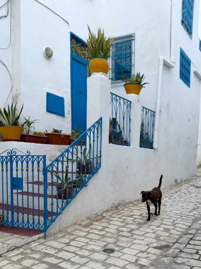 Alleyway with dog walking down next to a white washed house with blue doors and gates in Sidi Bou Said, Tunisia