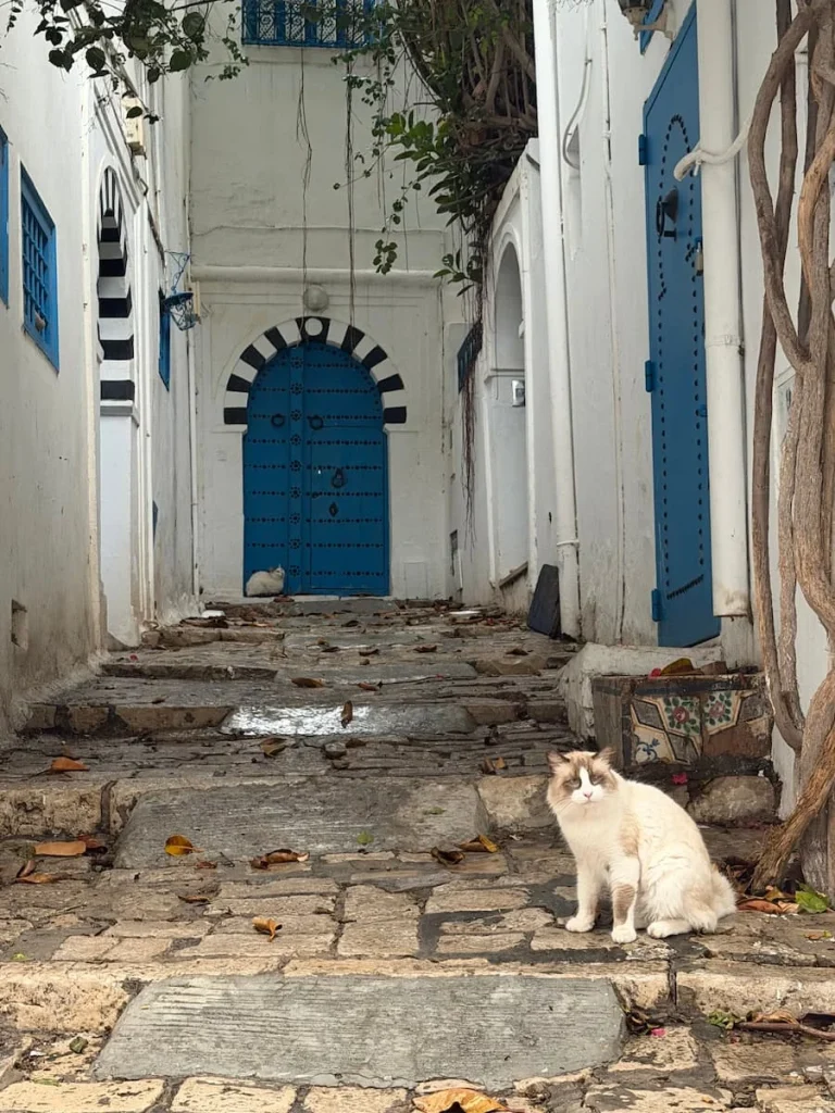 Blue sudded door in the distance with a white cat sitting on the cobbled stones, Sidi Bou Said, Tunisia