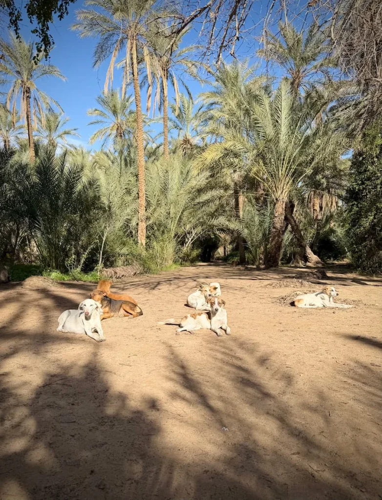 Dogs sat in a circle at Tozeur Oases with palm trees adn bright blue skies