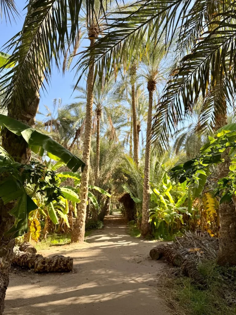 Oases in Tozeur Old Town with tall palm trees and a sandy path in the middle with rays of sunshine peeking through
