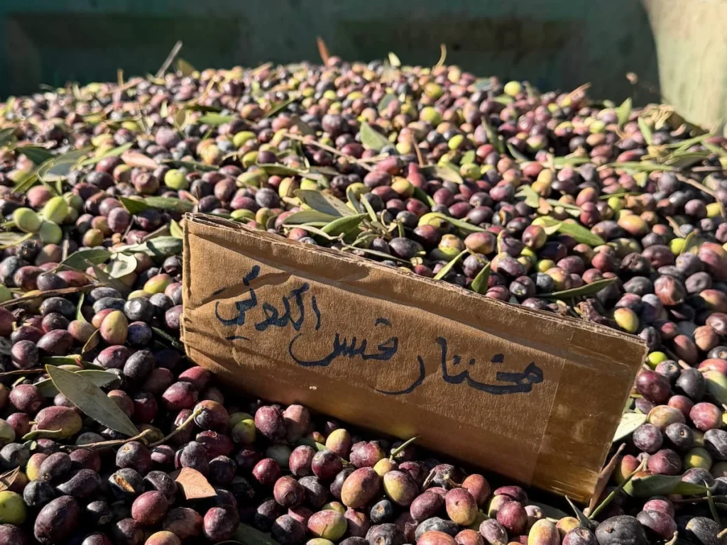 A vat of brown olives at a olive oil production centre in Thugga, Tunisia