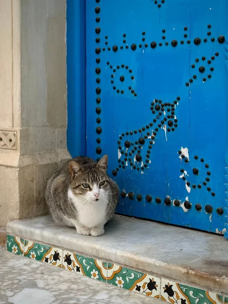 Close-up of studded blue door and cat in front inHammamet medina